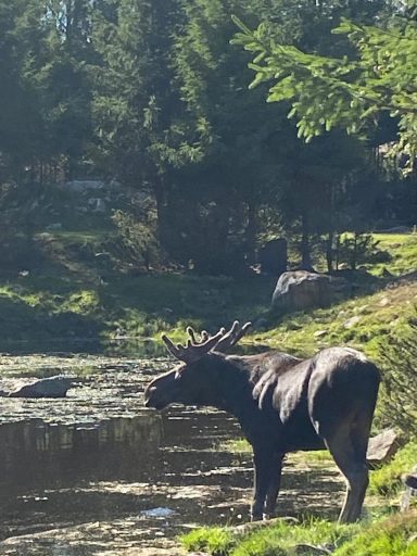 Älgpark Nybro